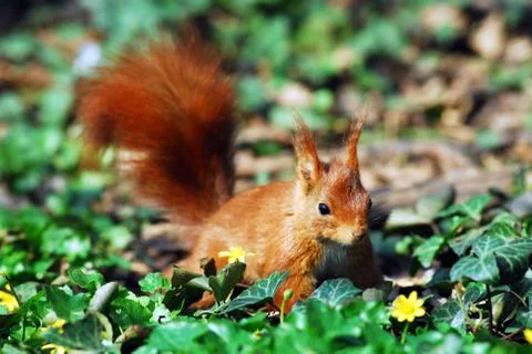 Red squirrel in ivy Stock Photos