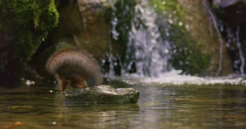 Red squirrel jump on a rock in the water and finds a nut below waterfall Stock Footage 199963029