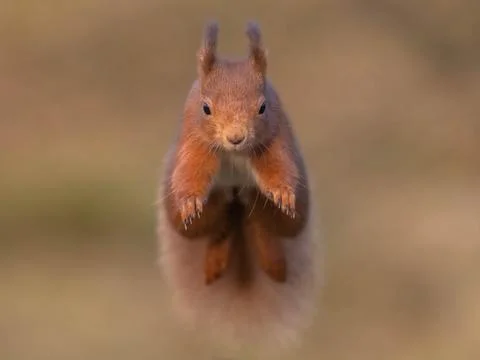 Red squirrel jumping in the air Stock Photos