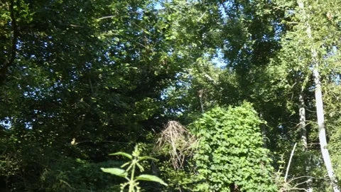 Red squirrel jumping between green tree branches in forest Stock Footage 328962001