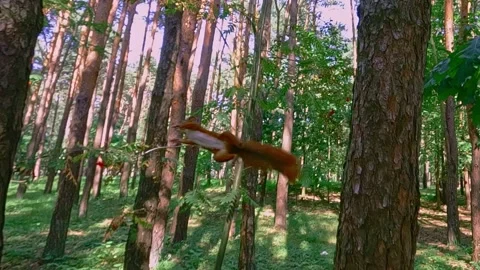 Red squirrel jumping between trees in pine forest Stock Footage 318198853