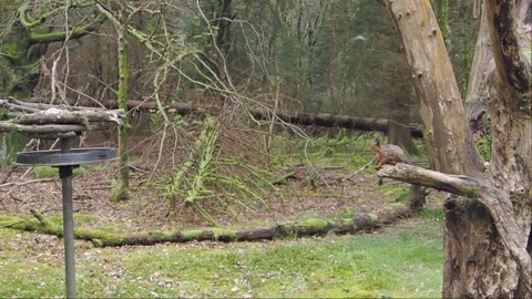 Red Squirrel jumping from branch onto feeder, slow motion. Video stock 274265120
