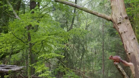 Red Squirrel jumping onto feeder Video stock 241864135