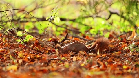 Red squirrel jumping joyfully in the autumn leaves, captured in stunning 4K slow Stock Footage 291889915
