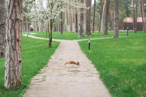 Red squirrel jumping over the sidewalk in the park Stock Photos