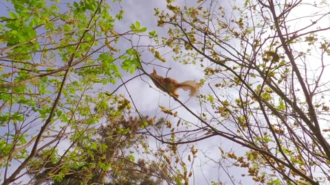 Red squirrel jumping on thin branches of blossom cherry and eating white flowers Stock Footage 288455561