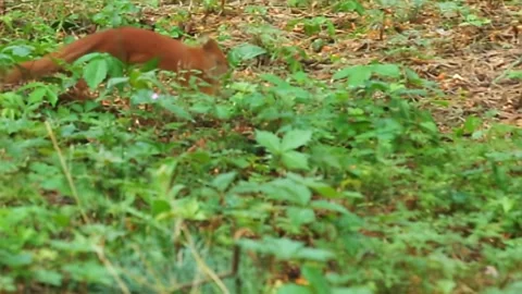 Red squirrel jumping through forest undergrowth vegetation Stock Footage 312967493