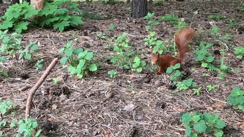 Red Squirrel Jumping Through Green Forest Plants Slow Motion Stock Footage 340234560