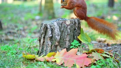 Red squirrel jumping onto tree stump in autumn park Stock Footage 318946301
