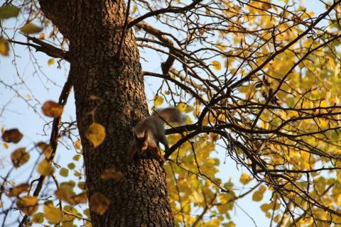 Red squirrel jumping on the trunk of a tree in autumn Stock Photos