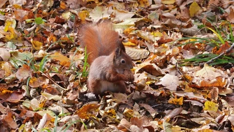 A red squirrel jumps and finds a walnut among the grass and fallen maple leaves  Stock Footage 320799403