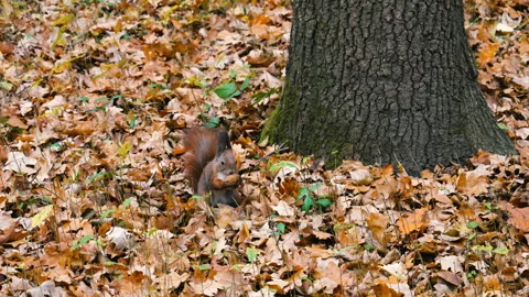 A red squirrel jumps and finds a walnut among the grass and fallen leaves. Video stock 320966531