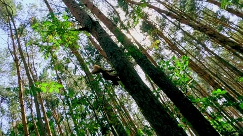 Red squirrel jumps between tall forest trees in daylight Stock Footage 317211329
