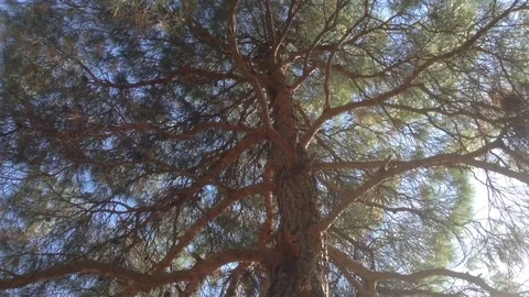 Red squirrel Jumps on the Big Pine Tree Branches at summer day Stock Footage 119687909