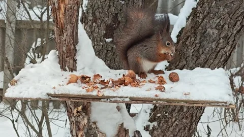 Red Squirrel Jumps on Snowy Feeder and Eats Walnut - Winter Nature Stock Footage 327905786