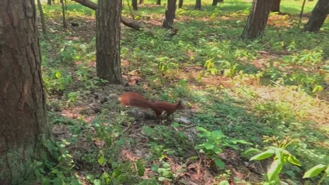 Red squirrel jumps from tree and runs across forest floor Stock Footage 316578792