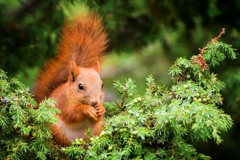 Red squirrel in juniper tree Stock Photos