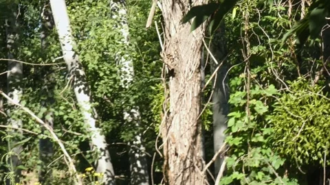 Red squirrel leaping across green forest tree branches Stock Footage 328962015