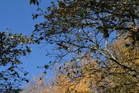 Red Squirrel Leaping Between Autumn Branches Against Blue Sky Stock Photos