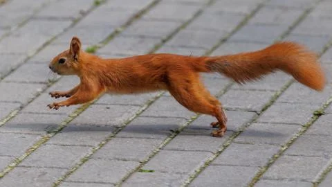 Red squirrel leaps across paved stones Stock Photos