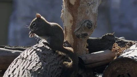 Red squirrel leaps onto log then eats sunflower seeds in slow motion, 4k ,240 Vídeo Stock 170850591