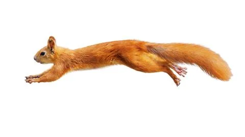 Red squirrel leaps mid-air, fur fluffed. Eyes alert, paws spread wide. Long.. Stock Photos