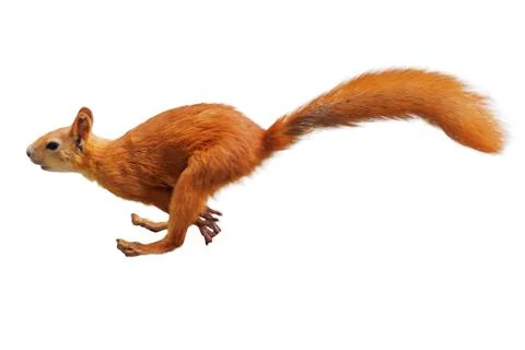 Red squirrel leaps mid-air against a white background Stock Photos