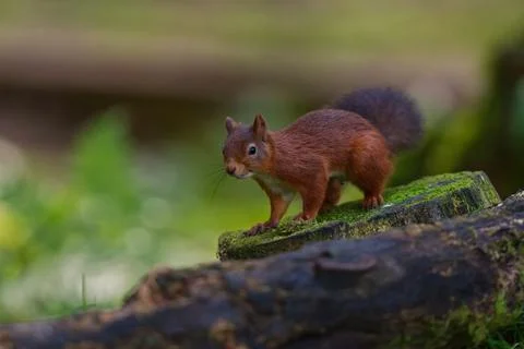 Red squirrel on a log jumping Stock Photos