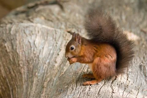 Red Squirrel on Log Stock Photos