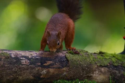 Red squirrel on a log sniffing Stock Photos