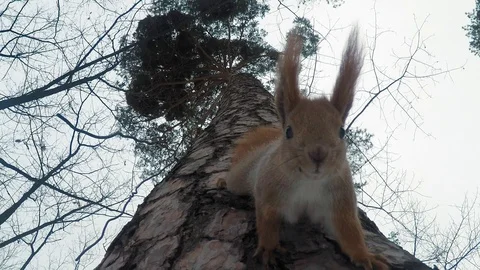 Red squirrel with long fluffy ears galloping along the trunk of a tall pine tree Stock Footage 103813137