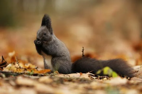 Red squirrel with long pointed ears in autumn scene . Wildlife in the forest. Stock Photos