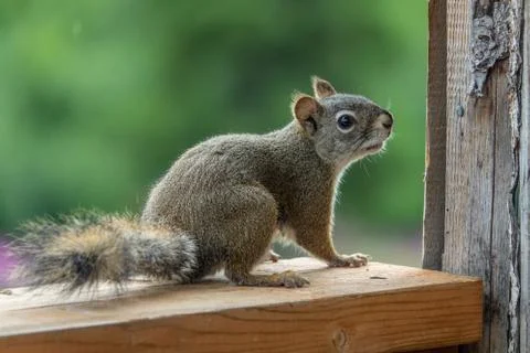 Red squirrel looking with curiosity Stock Photos