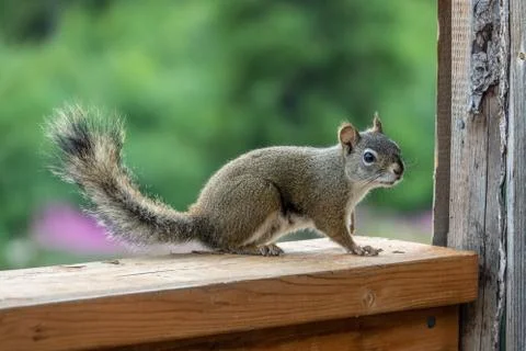 Red squirrel looking with curiosity Stock Photos
