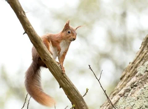Red Squirrel looking down from tree branch on Brownsea Island. Stock Photos