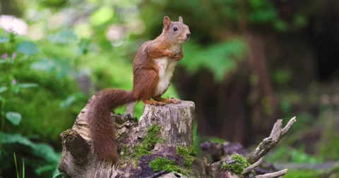 Red squirrel looking for enemies at the forest floor and running away Stock Footage 215886868