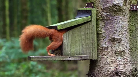 A red squirrel looking in a feeder for food in woodland on an autumn morning Stock Footage 267001274