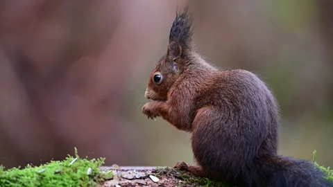 Red squirrel looking for food on dead wood in the forest Stock Footage 231983038