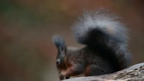 Red squirrel looking for food on dead branch in the forest Stock Footage 231984045
