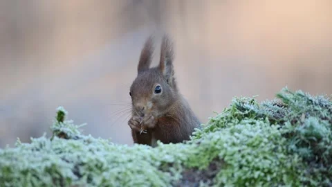 Red squirrel looking for food on dead wood  and looking attentively Stock Footage 273602057