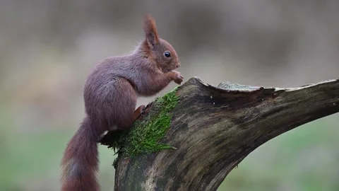 Red squirrel looking for food on dead branch in the forest Stock Footage 273608684