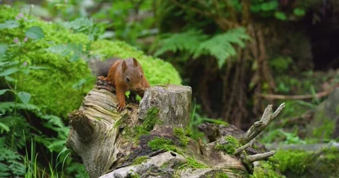 Red squirrel looking for food at the forest floor Stock Footage 215891221