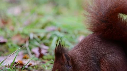 Red squirrel looking for food on a forest meadow Stock Footage 231983056