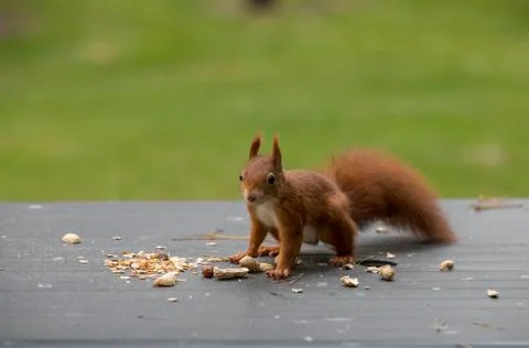 Red squirrel looking for food Stock Photos