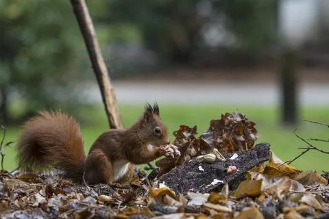 Red squirrel looking for food Stock Photos