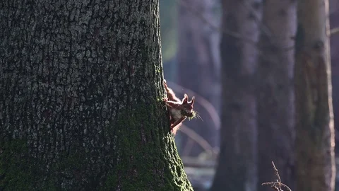 Red squirrel looking for a new nest for hibernate, autumn Stock Footage 126026744