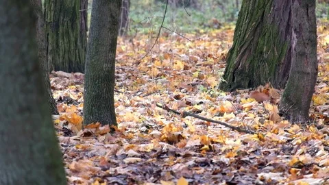 Red squirrel is looking for something in the dry fallen leaves Stock Footage 82606834