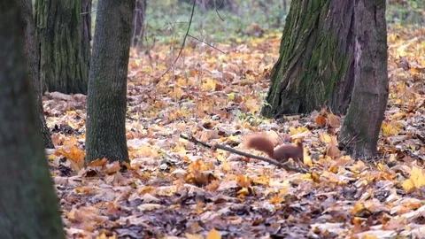 Red squirrel is looking for something in the dry fallen leaves Stock Footage 82606845