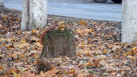 Red squirrel is looking for something in the dry fallen leaves Stock Footage 82640647