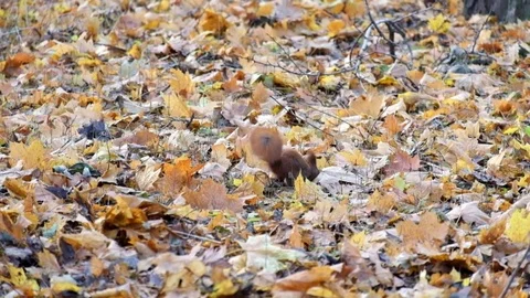 Red squirrel is looking for something in the dry fallen leaves Stock Footage 82640712